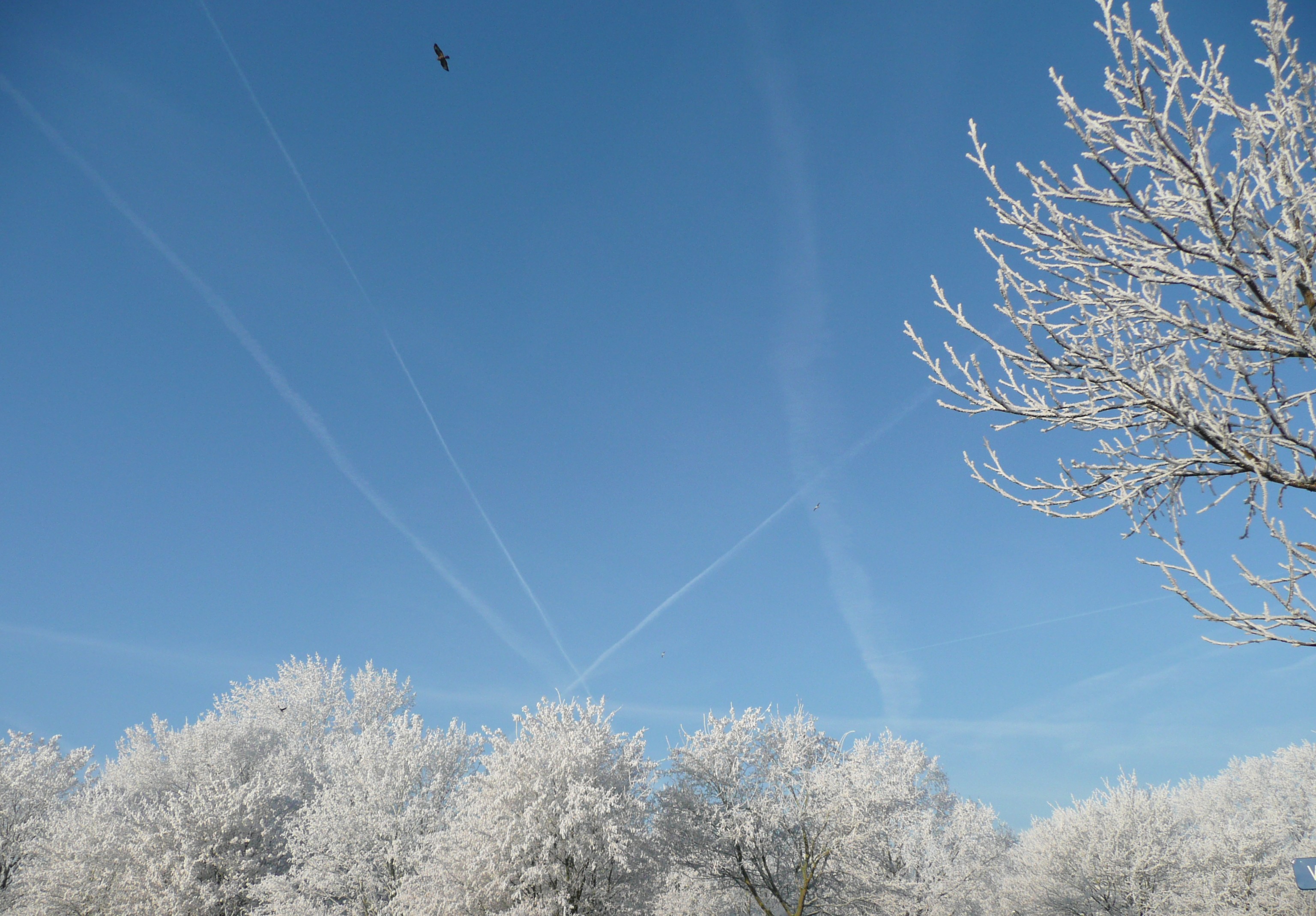 Frostige bomen tegen een blauwe lucht