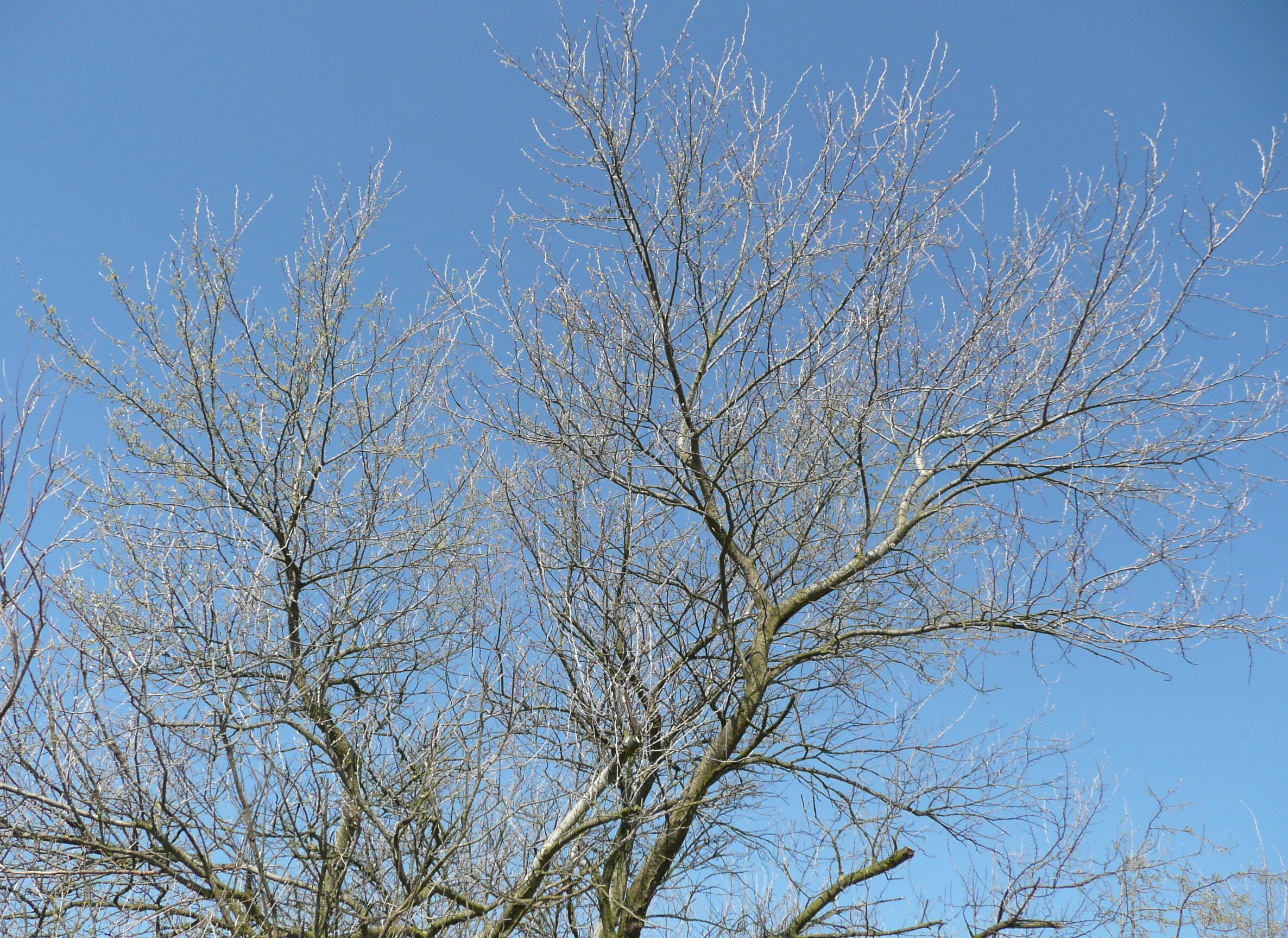 Boomtakken tegen een blauwe lucht